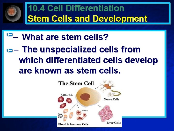 10. 4 Cell Differentiation Stem Cells and Development – What are stem cells? –