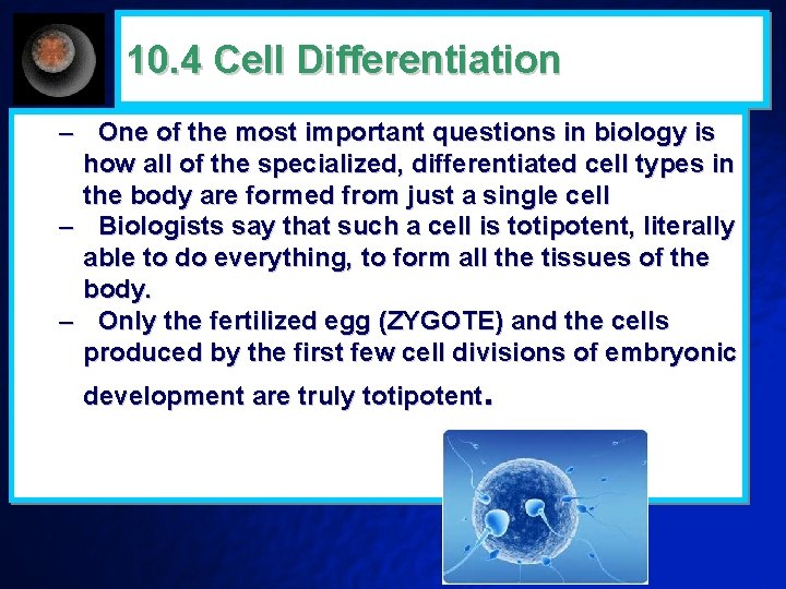 10. 4 Cell Differentiation – One of the most important questions in biology is