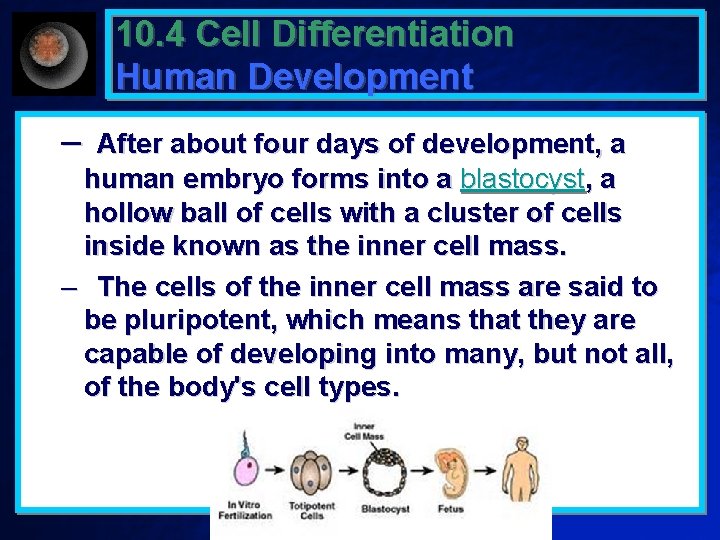 10. 4 Cell Differentiation Human Development – After about four days of development, a