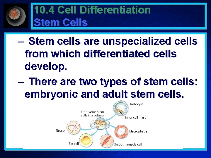 10. 4 Cell Differentiation Stem Cells – Stem cells are unspecialized cells from which