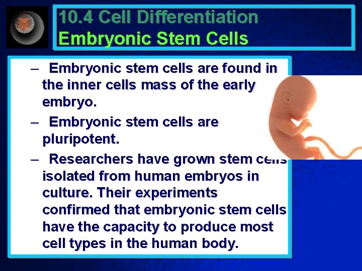 10. 4 Cell Differentiation Embryonic Stem Cells – Embryonic stem cells are found in