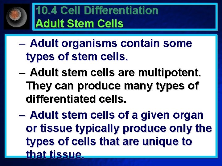 10. 4 Cell Differentiation Adult Stem Cells – Adult organisms contain some types of