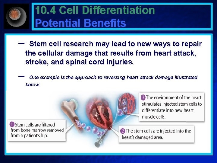 10. 4 Cell Differentiation Potential Benefits – – Stem cell research may lead to