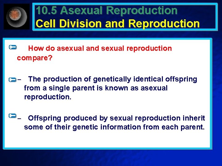 10. 5 Asexual Reproduction Cell Division and Reproduction How do asexual and sexual reproduction