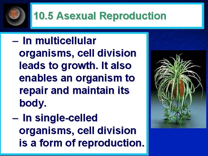10. 5 Asexual Reproduction – In multicellular organisms, cell division leads to growth. It