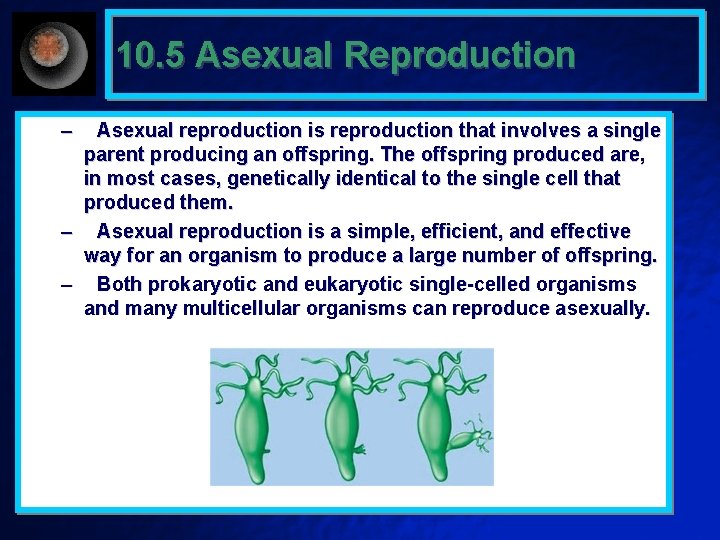 10. 5 Asexual Reproduction – Asexual reproduction is reproduction that involves a single parent