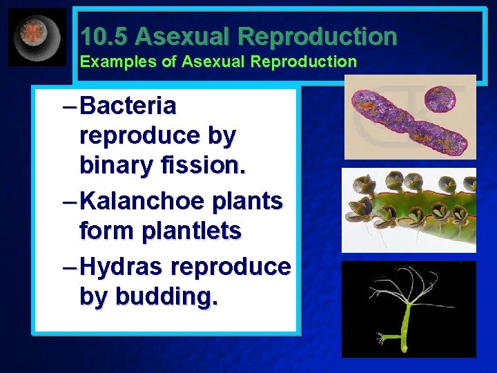 10. 5 Asexual Reproduction Examples of Asexual Reproduction – Bacteria reproduce by binary fission.