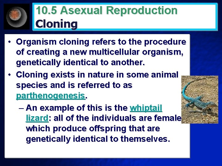 10. 5 Asexual Reproduction Cloning • Organism cloning refers to the procedure of creating
