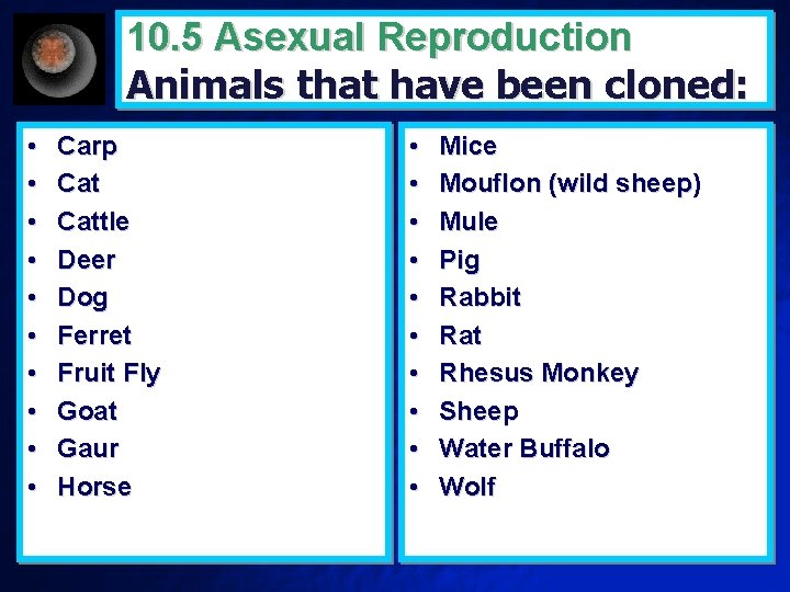 10. 5 Asexual Reproduction Animals that have been cloned: • • • Carp Cattle