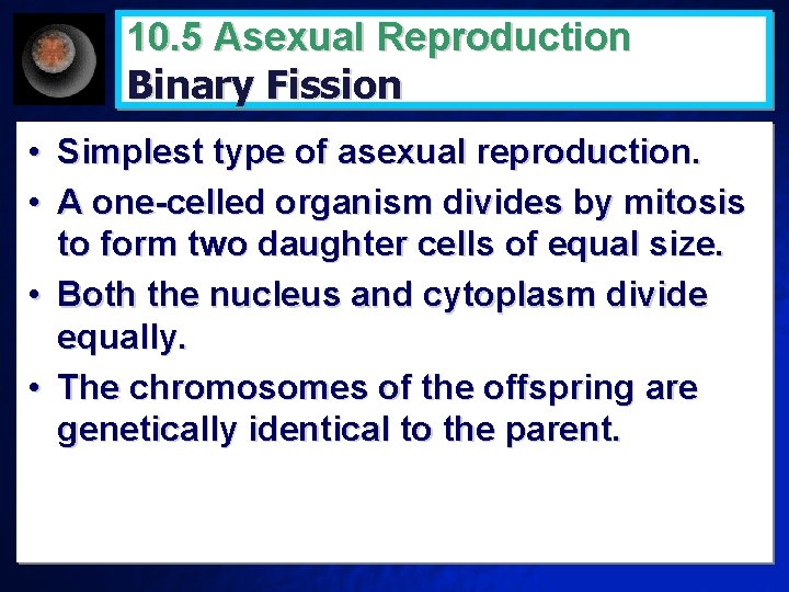 10. 5 Asexual Reproduction Binary Fission • Simplest type of asexual reproduction. • A