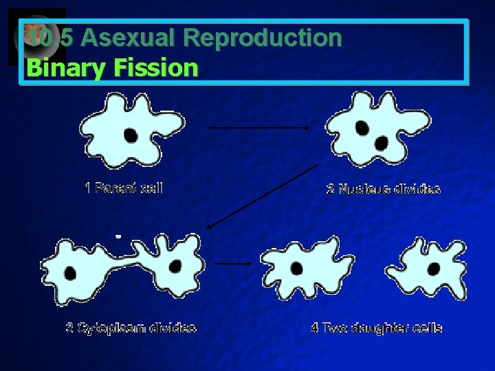 10. 5 Asexual Reproduction Binary Fission 