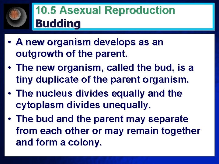 10. 5 Asexual Reproduction Budding • A new organism develops as an outgrowth of