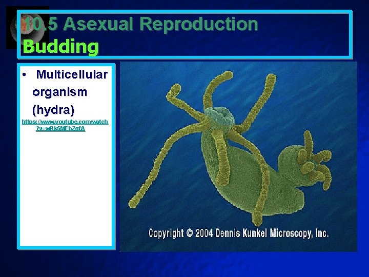 10. 5 Asexual Reproduction Budding • Multicellular organism (hydra) https: //www. youtube. com/watch ?