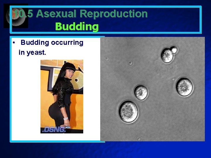 10. 5 Asexual Reproduction Budding • Budding occurring in yeast. 