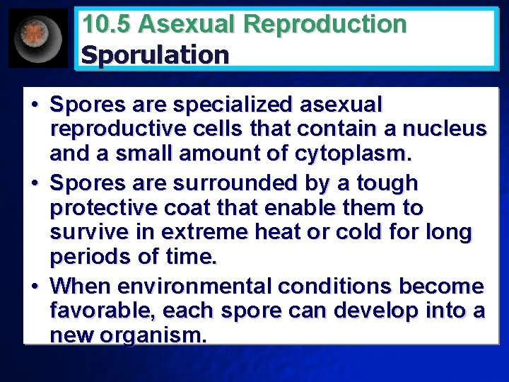 10. 5 Asexual Reproduction Sporulation • Spores are specialized asexual reproductive cells that contain