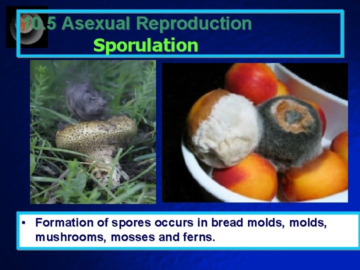 10. 5 Asexual Reproduction Sporulation • Formation of spores occurs in bread molds, mushrooms,