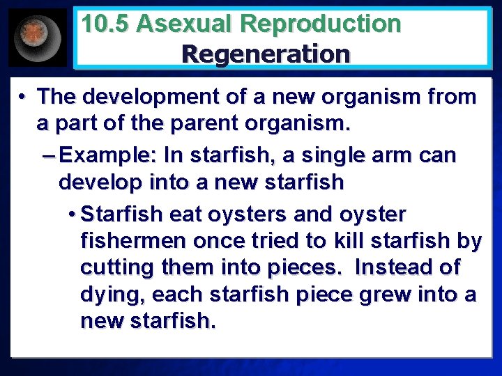 10. 5 Asexual Reproduction Regeneration • The development of a new organism from a