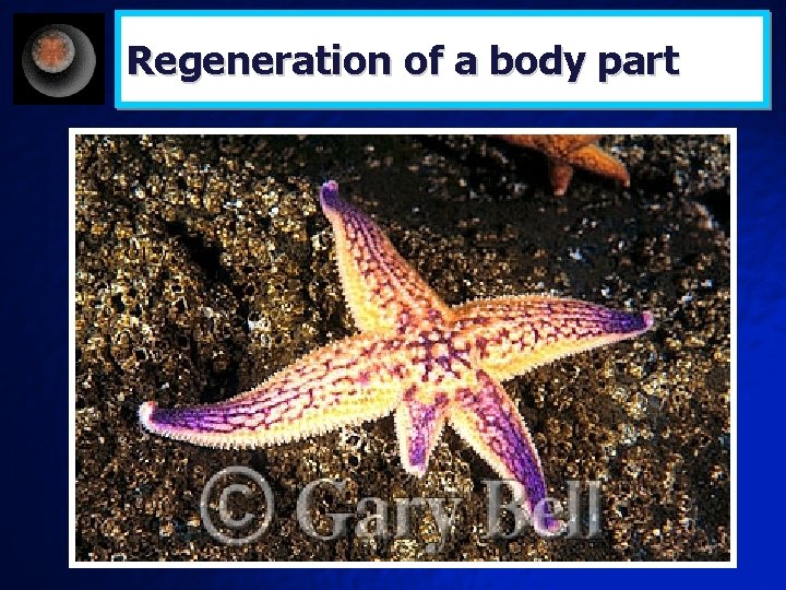 Regeneration of a body part 