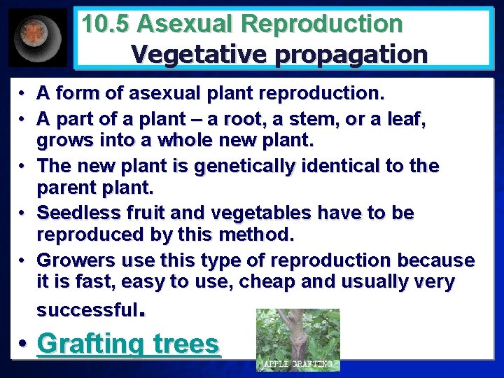 10. 5 Asexual Reproduction Vegetative propagation • A form of asexual plant reproduction. •