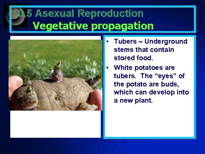 10. 5 Asexual Reproduction Vegetative propagation • Tubers – Underground stems that contain stored