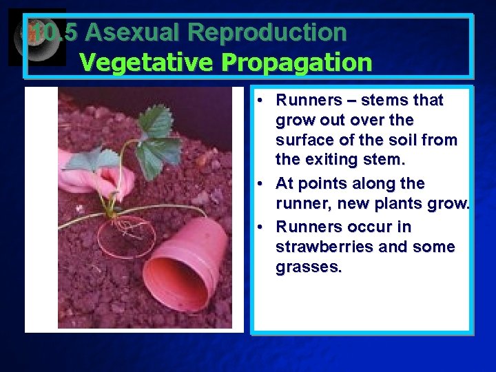 10. 5 Asexual Reproduction Vegetative Propagation • Runners – stems that grow out over