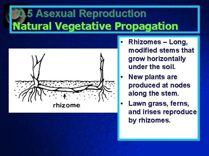 10. 5 Asexual Reproduction Natural Vegetative Propagation • Rhizomes – Long, modified stems that