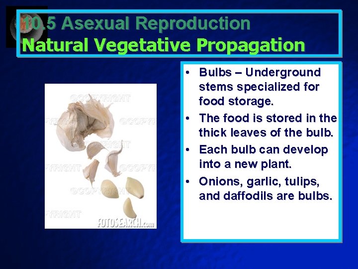 10. 5 Asexual Reproduction Natural Vegetative Propagation • Bulbs – Underground stems specialized for