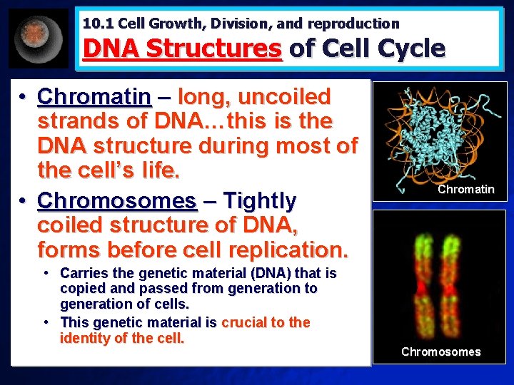 10. 1 Cell Growth, Division, and reproduction DNA Structures of Cell Cycle • Chromatin