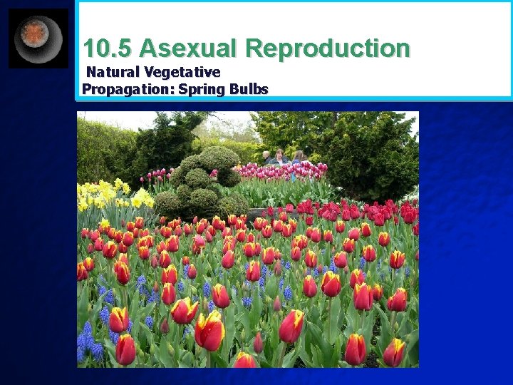 10. 5 Asexual Reproduction Natural Vegetative Propagation: Spring Bulbs 