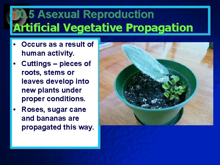 10. 5 Asexual Reproduction Artificial Vegetative Propagation • Occurs as a result of human