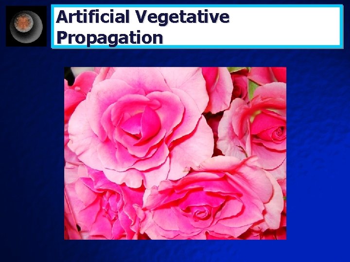 Artificial Vegetative Propagation 