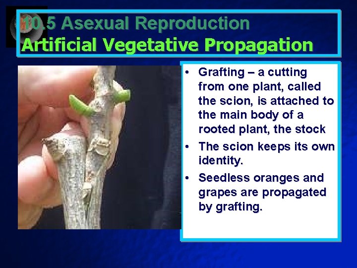 10. 5 Asexual Reproduction Artificial Vegetative Propagation • Grafting – a cutting from one