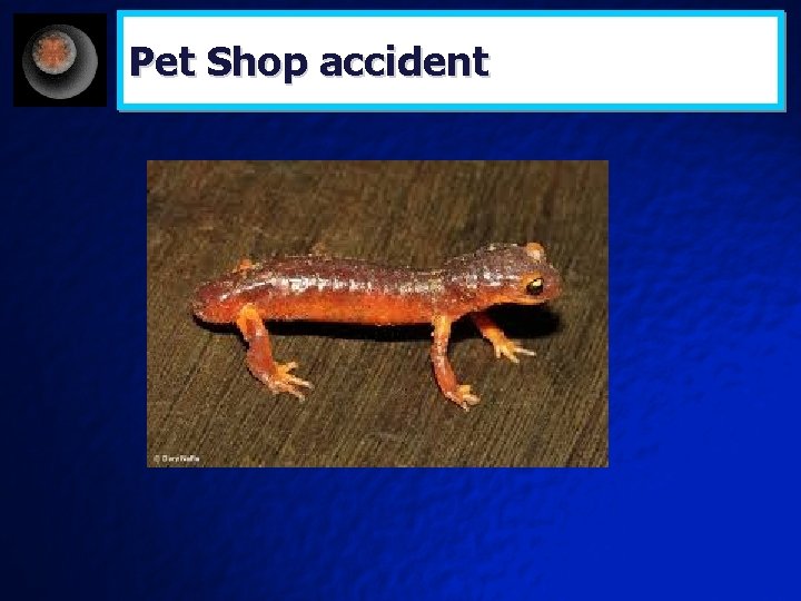 Pet Shop accident 
