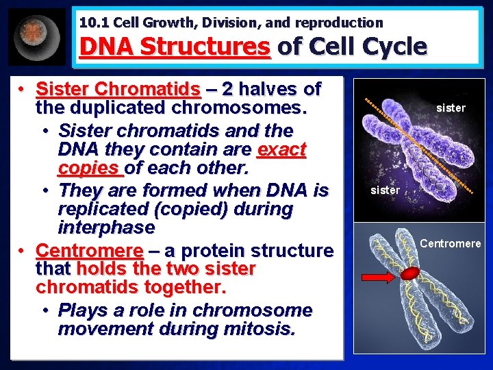 10. 1 Cell Growth, Division, and reproduction DNA Structures of Cell Cycle • Sister