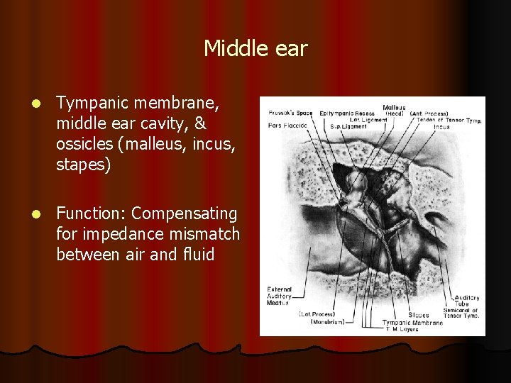 Middle ear l Tympanic membrane, middle ear cavity, & ossicles (malleus, incus, stapes) l