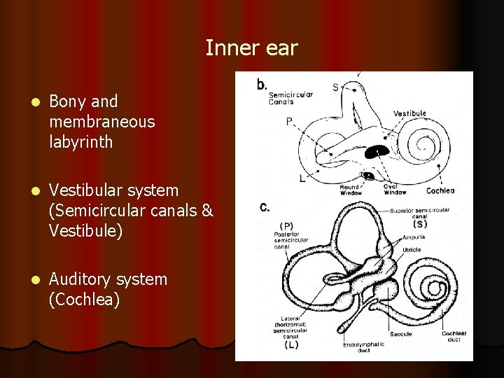 Inner ear l Bony and membraneous labyrinth l Vestibular system (Semicircular canals & Vestibule)