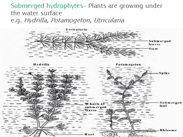 Submerged hydrophytes- Plants are growing under the water surface e. g. Hydrilla, Potamogeton, Utricularia
