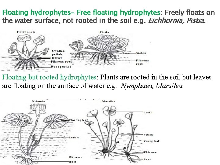 Floating hydrophytes- Free floating hydrophytes: Freely floats on the water surface, not rooted in