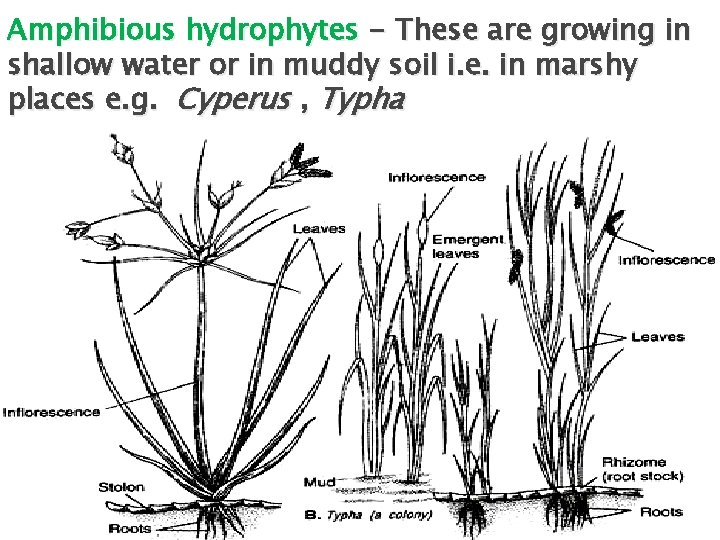 Amphibious hydrophytes - These are growing in shallow water or in muddy soil i.