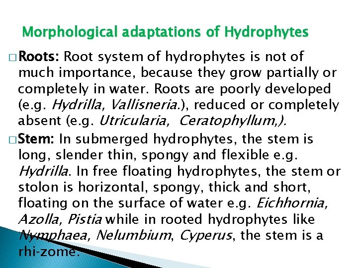 Morphological adaptations of Hydrophytes � Roots: Root system of hydrophytes is not of much