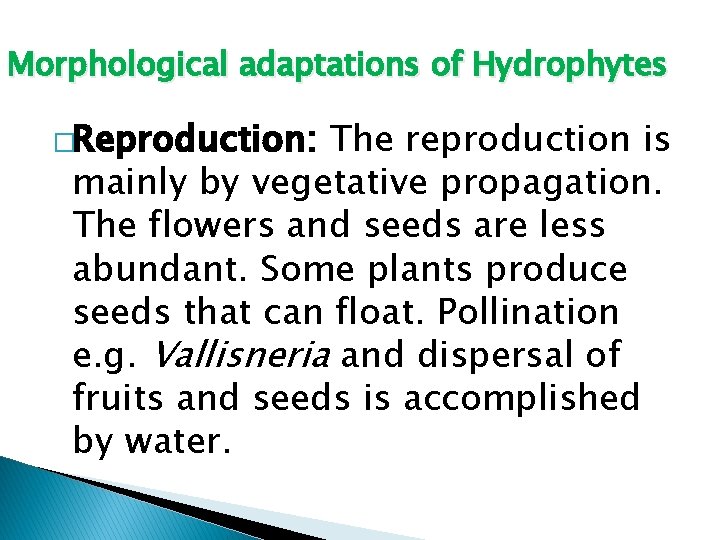 Morphological adaptations of Hydrophytes �Reproduction: The reproduction is mainly by vegetative propagation. The flowers