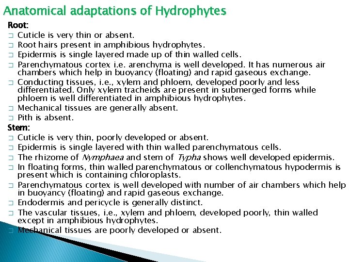 Anatomical adaptations of Hydrophytes Root: � Cuticle is very thin or absent. � Root