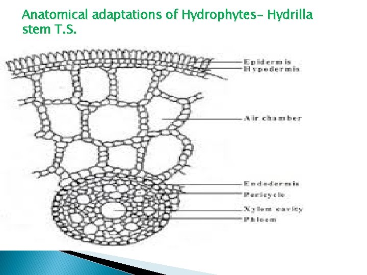 Anatomical adaptations of Hydrophytes- Hydrilla stem T. S. 