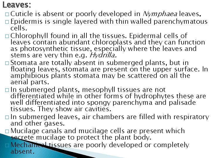 Leaves: is absent or poorly developed in Nymphaea leaves. � Epidermis is single layered