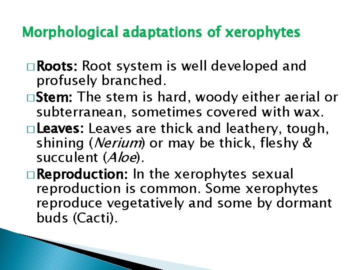 Morphological adaptations of xerophytes � Roots: Root system is well developed and profusely branched.