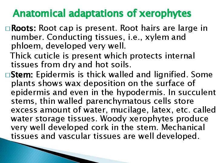 Anatomical adaptations of xerophytes � Roots: Root cap is present. Root hairs are large