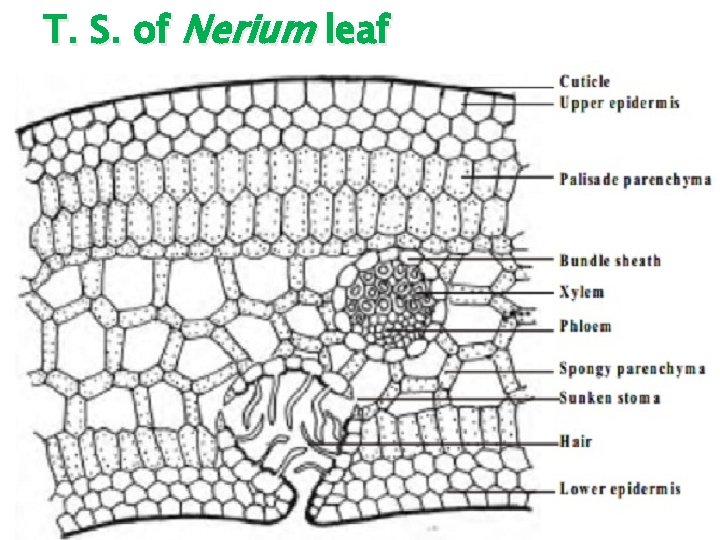 T. S. of Nerium leaf 