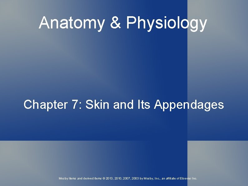 Anatomy & Physiology Chapter 7: Skin and Its Appendages Mosby items and derived items