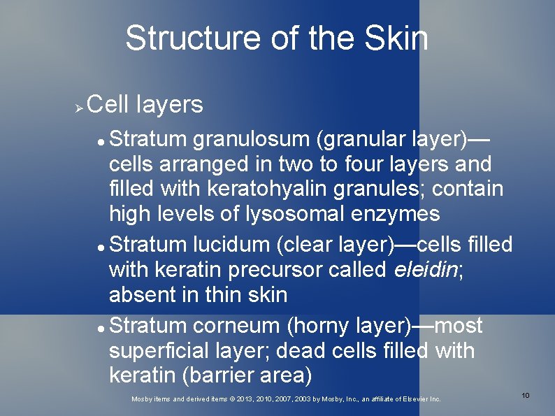 Structure of the Skin Cell layers Stratum granulosum (granular layer)— cells arranged in two