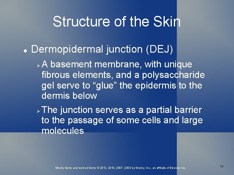 Structure of the Skin Dermopidermal junction (DEJ) A basement membrane, with unique fibrous elements,